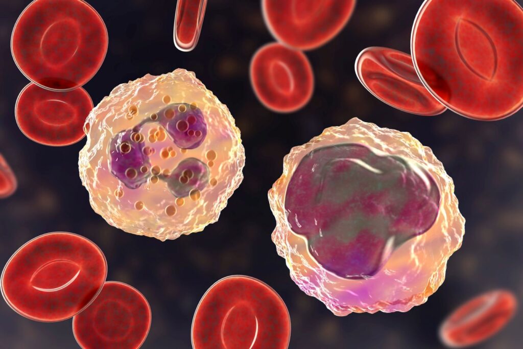 Várias hemácias (glóbulos vermelhos) e dois leucócitos (glóbulos brancos)